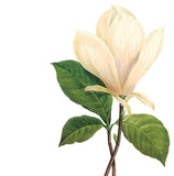 A classic drawing of Magnolia × alba represent its aroma