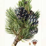 Illustration of pine branches with cones represent its fragrance