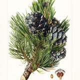 *擴香糸列* 黑檀木梅花木刻925純銀鍍白金耳環 自選香味 連禮盒