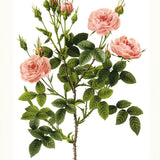 *擴香糸列* 黑檀木梅花木刻925純銀鍍白金耳環 自選香味 連禮盒